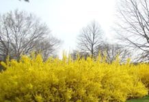 Forsythia Shrub Ultimate Care Tips Forsythia