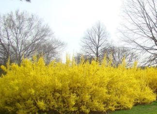Forsythia Shrub Ultimate Care Tips Forsythia