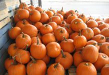 Growing Pumpkins: 10 Pumpkin Big Growing Tips Growing Pumpkins