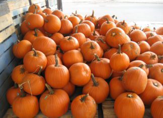 Growing Pumpkins: 10 Pumpkin Big Growing Tips Growing Pumpkins
