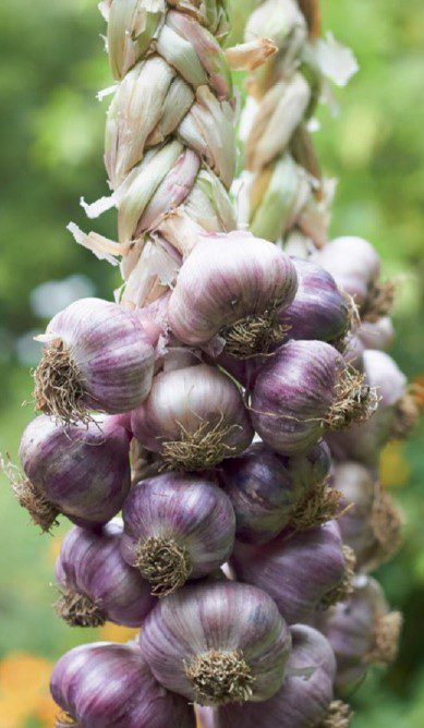 Homegrown Garlic