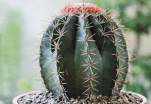 How To Grow A Cactus From Seed: Step By Step Guide How To Grow A Cactus From Seed