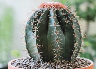 How To Grow A Cactus From Seed: Step By Step Guide How To Grow A Cactus From Seed