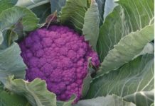 How To Grow A Cauliflower In 10 Quick Steps How To Grow A Cauliflower