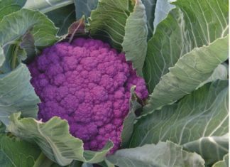 How To Grow A Cauliflower In 10 Quick Steps How To Grow A Cauliflower