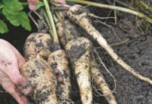 How To Grow Parsnips: Easy 6. Steps Guide How To Grow Parsnips