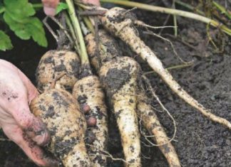 How To Grow Parsnips: Easy 6. Steps Guide How To Grow Parsnips