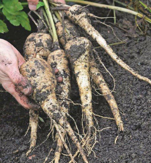 How To Grow Parsnips