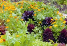 How To Manage Pests With 4 Proven Natural Ways How To Manage Pests