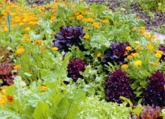 How To Manage Pests With 4 Proven Natural Ways How To Manage Pests
