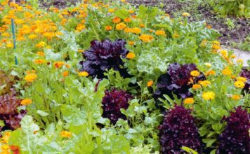 How To Manage Pests With 4 Proven Natural Ways How To Manage Pests