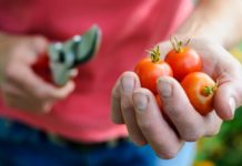 How To Plant Tomato Seeds In 3 Easy Steps How To Plant Tomato Seeds