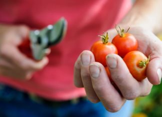 How To Plant Tomato Seeds In 3 Easy Steps How To Plant Tomato Seeds