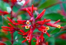 Hummingbird Bush: 13 Important Reasons To Plant It In Your Garden Hummingbird Bush