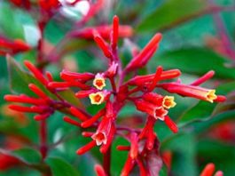 Hummingbird Bush: 13 Important Reasons To Plant It In Your Garden Hummingbird Bush