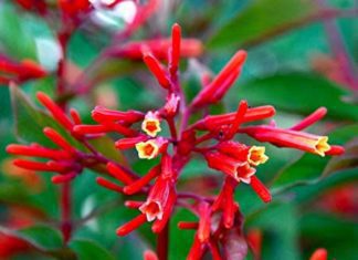 Hummingbird Bush: 13 Important Reasons To Plant It In Your Garden Hummingbird Bush