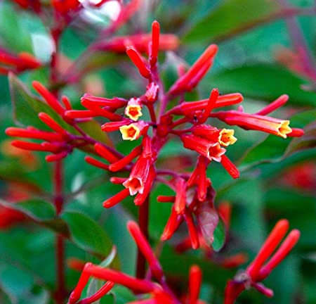 Hummingbird Bush: 13 Important Reasons To Plant It In Your Garden