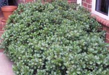 Indian Hawthorn: 3 Important Facts You Need To Know Indian Hawthorn