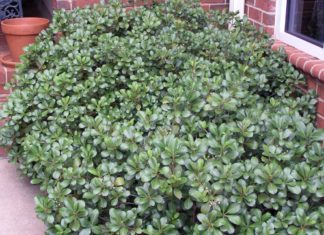 Indian Hawthorn: 3 Important Facts You Need To Know Indian Hawthorn