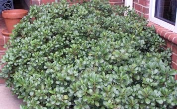 Indian Hawthorn: 3 Important Facts You Need To Know Indian Hawthorn