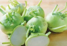 German Turnip: 2 Kohlrabi Descendant Of Wild Cabbage Kohlrabi