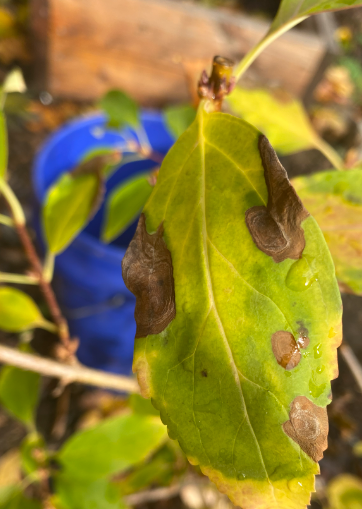 Leaf Spot on Forsythia