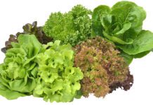 Lettuce Types: Is Lettuce A Vegetable Lettuce