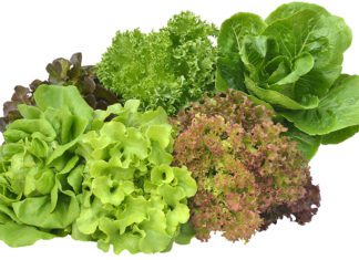 Lettuce Types: Is Lettuce A Vegetable Lettuce