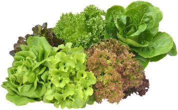 Lettuce Types: Is Lettuce A Vegetable Lettuce