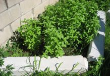 Lime Basil – How To Grow Lime Basil Plants Lime basil