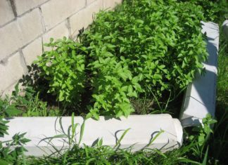 Lime Basil – How To Grow Lime Basil Plants Lime basil