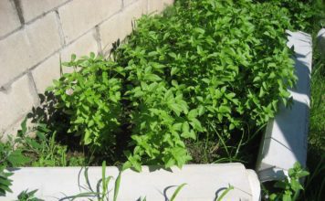 Lime Basil â How To Grow Lime Basil Plants Lime basil