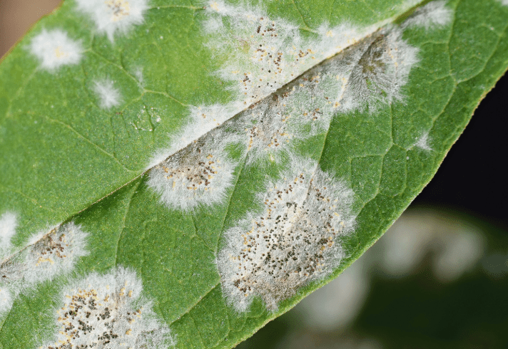 Powdery Mildew on Forsythia