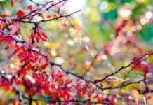 Protective Garden: 6 Plants as Natural Pollution-Busters Protective Garden