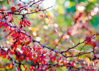 Protective Garden: 6 Plants as Natural Pollution-Busters Protective Garden