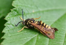 Raspberry Crown Wasp: How To Fight Against This Borer Raspberry Crown Wasp