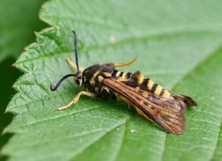 Raspberry Crown Wasp: How To Fight Against This Borer Raspberry Crown Wasp
