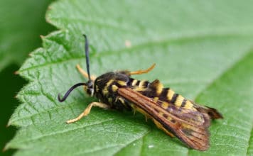 Raspberry Crown Wasp: How To Fight Against This Borer Raspberry Crown Wasp