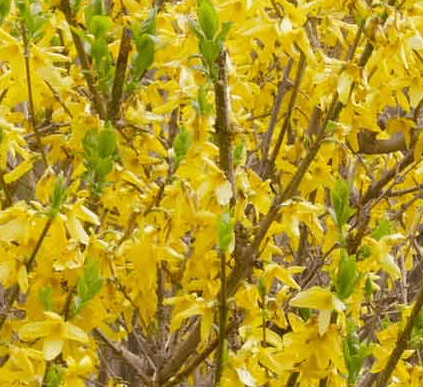 Root Rot forsythia