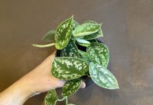 Scindapsus Pictus Plant: Striking Tropical Plant Scindapsus Pictus Plant