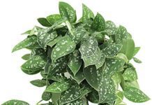 Scindapsus Pictus: Satin Pothos Plant Scindapsus Pictus