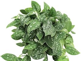 Scindapsus Pictus: Satin Pothos Plant Scindapsus Pictus