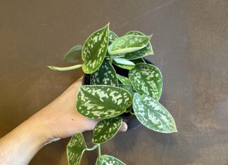 Scindapsus Pictus Plant: Striking Tropical Plant Scindapsus Pictus Plant