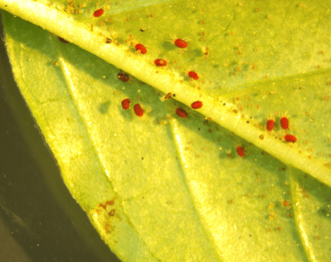 Spider Mites on Forsythia