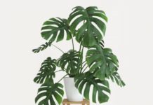 Split Leaf Philodendron Pruning Split Leaf Philodendron Pruning