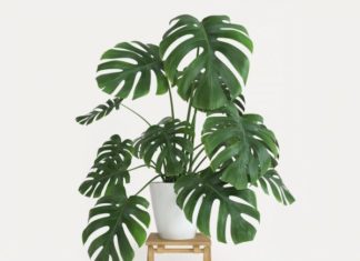 Split Leaf Philodendron Pruning Split Leaf Philodendron Pruning