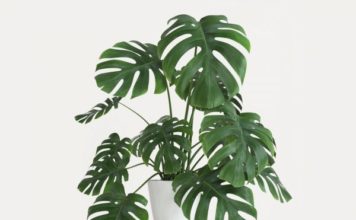 Split Leaf Philodendron Pruning Split Leaf Philodendron Pruning
