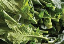 What Are The Fastest Growing Vegetables What Are The Fastest Growing Vegetables