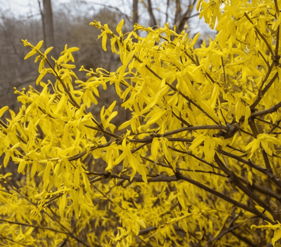 Wilting and Drooping Leaves on Forsythia