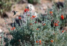 Hummingbird Bush Plant Care: Grow Flame Acanthus for Pollinators Hummingbird bush flame acanthus with orange-red tubular flowers attracting a hummingbird in a sunny garden